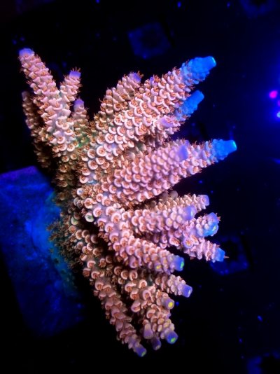 coral (271).jpg