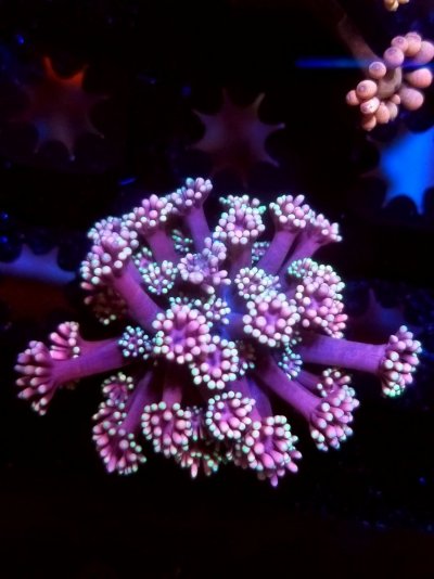 coral (371).jpg