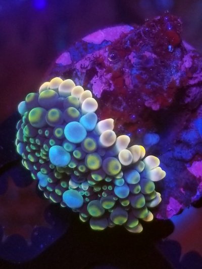 coral (415).jpg