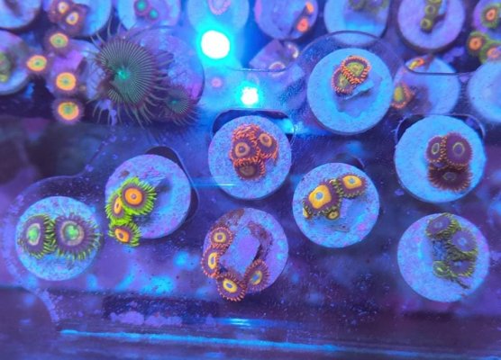 Zoa Pack $150 (9 types)