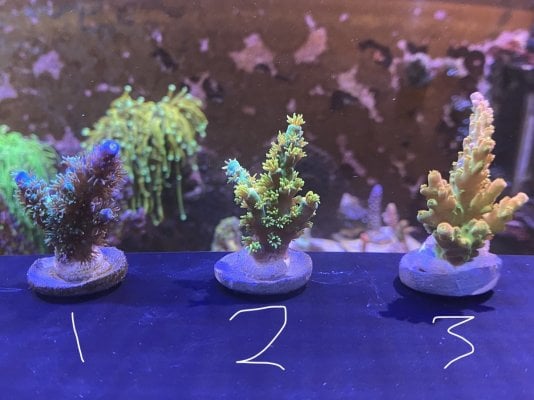 Acropora - build your own pack?
