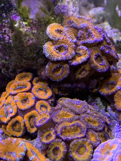 Acan Galore Out the Door