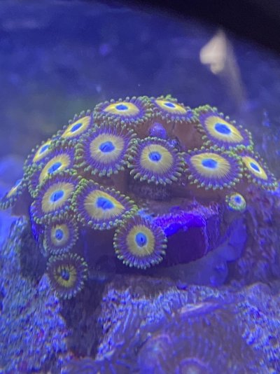 Scrambled egg Zoas.jpg