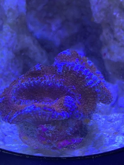 Acan.jpg