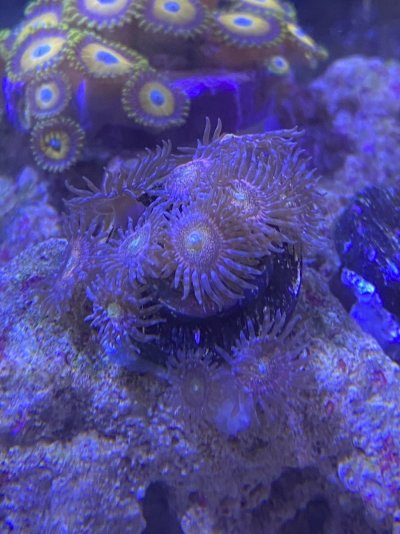 Mohawk Zoas.jpg