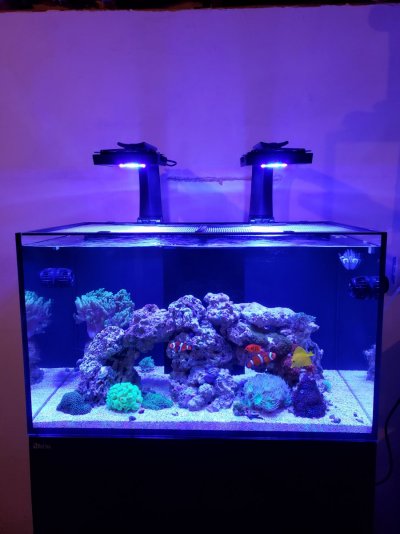 Red Sea Reefer 250