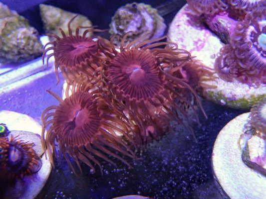 Zoas and more, free shipping at $150