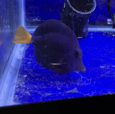 Purple Tang (Medium / Large)