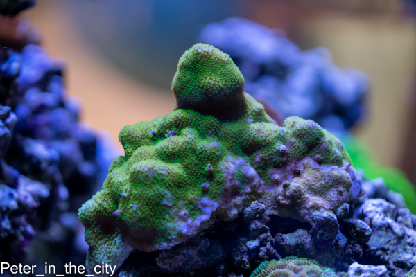 Corals for Sale in New York