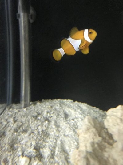 Free Clownfish to a good home