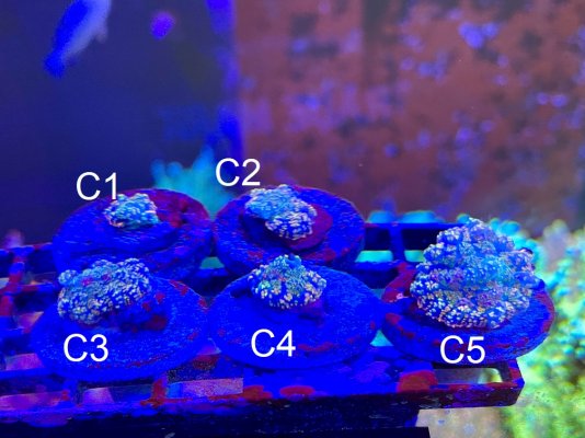 hi end zoas and shrooms solar circus, neptune, gmks, deathstars, candy crush and more