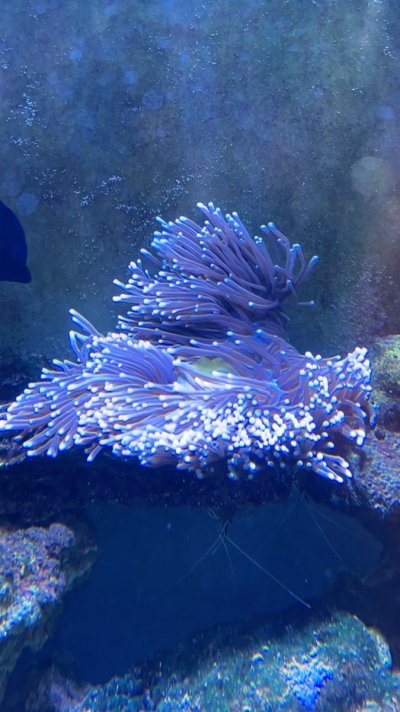 Large magnifica anemone for sale