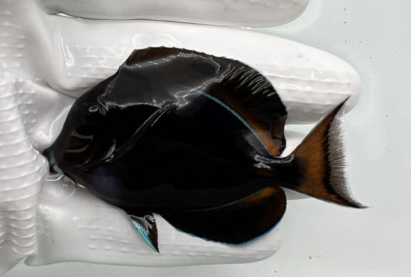 Small 3” Achilles Tang