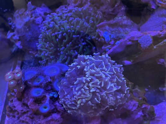 Golden Hammer Rainbow Bubble-Tip Anemone Frogspawn For Sale