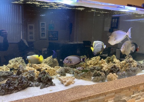 Multiple fish - selling off tank