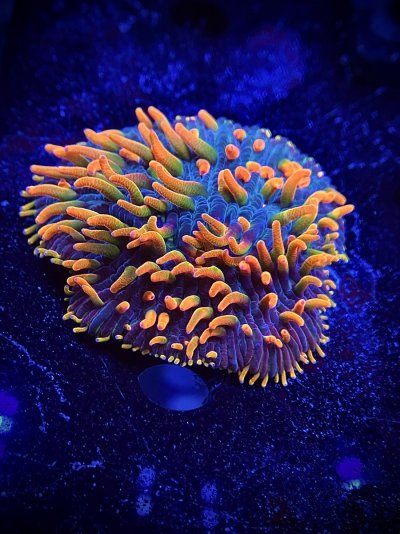 Crazy Rainbow Multicolor Diaseris Plate Coral