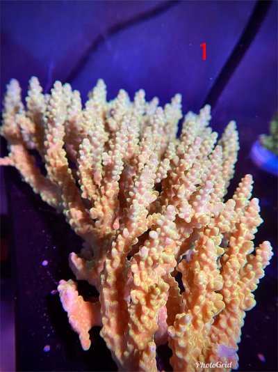 Large SPS Acro Colonies