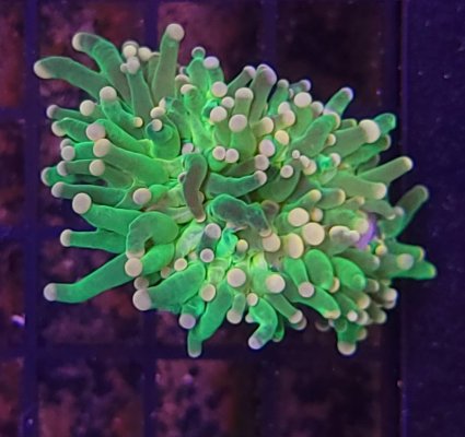 Lots of Corals Up for Grabs