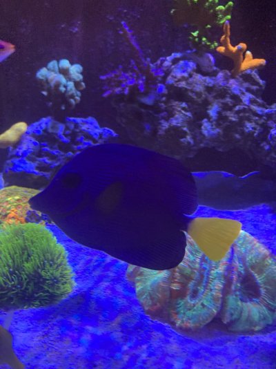 3-4” Purple Tang