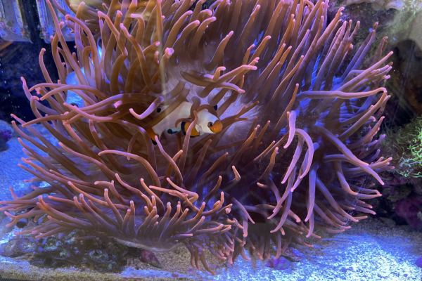 Clownfish/Anemone for free (to the right home)