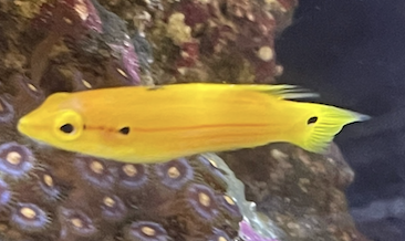Yellow Candy (Two-spot) Hogfish