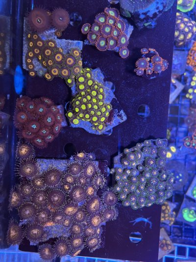 Zoa pack