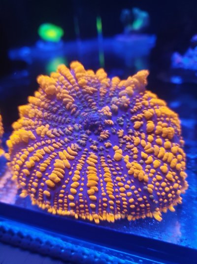 FS: Coral