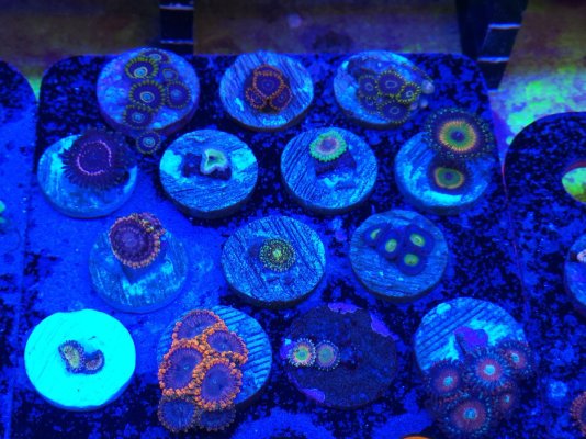 High end zoa pack