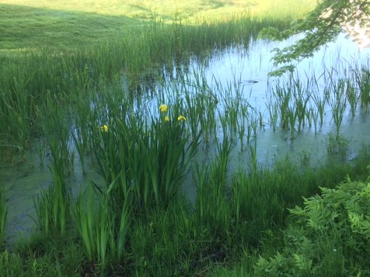 Pond on Walk.JPG