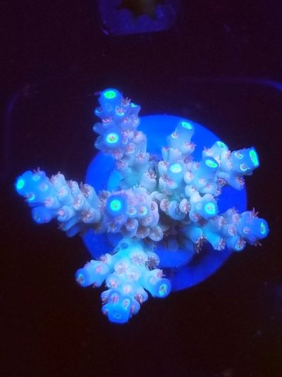 coral (40).jpg