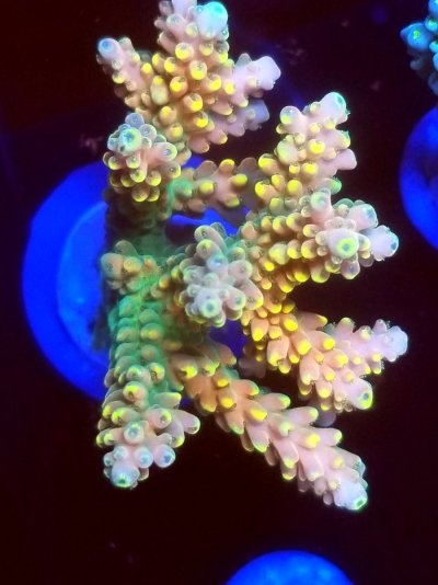 coral (90).jpg