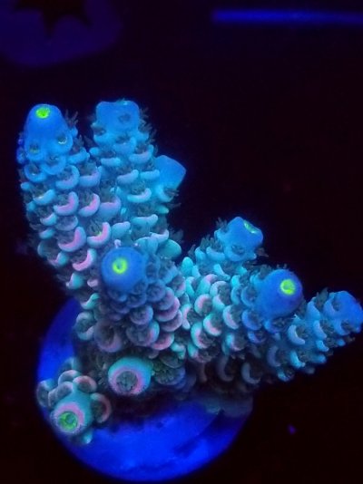 coral (106).jpg