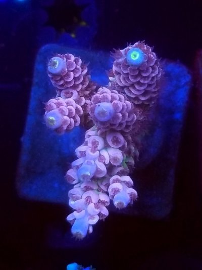 coral (151).jpg