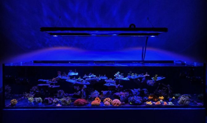 Waterbox Frag 165.6 - White cabinet - shallow reef style