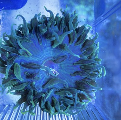 Green bubble tip anemone