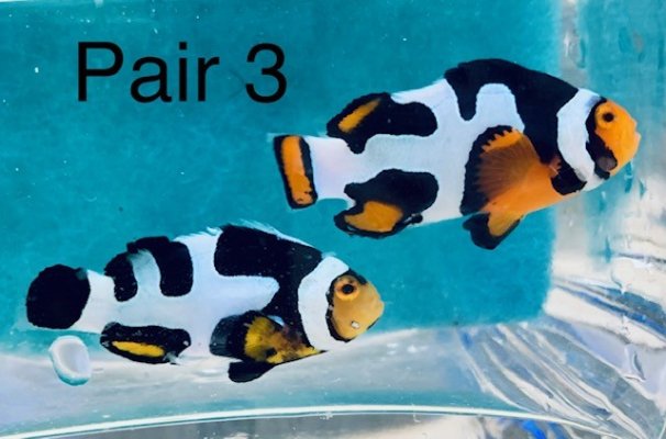 Pair 3B.jpg