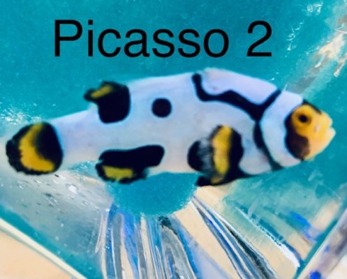 Picasso 2.jpg