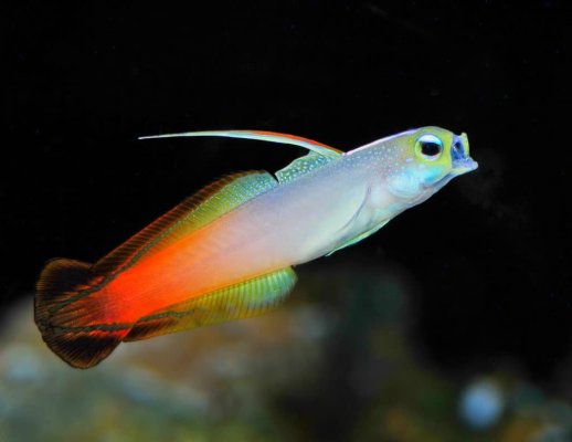 firefish-goby-1024x791.jpeg