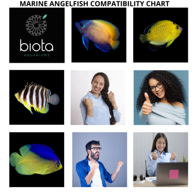 MARINE ANGELFISH COMPATIBILITY (1).png