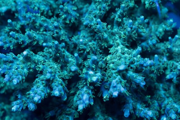 chips-acropora.jpg