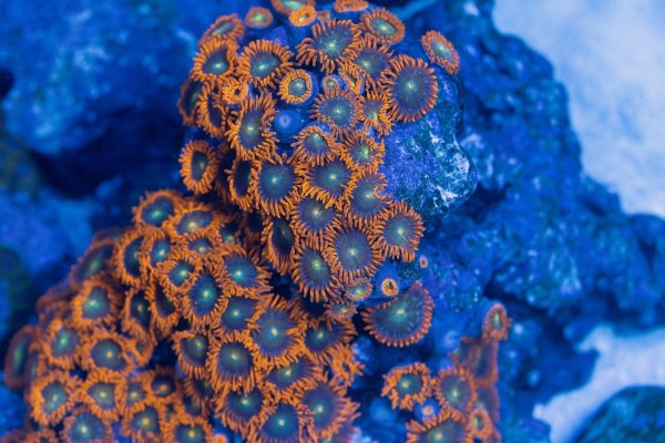 orange-zoanthids.jpg