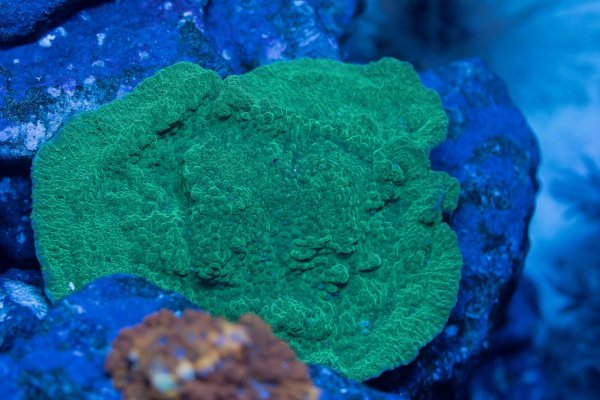 green-montipora.jpg