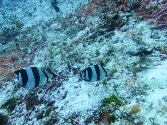 Banded Butterfly fish (1 of 1).jpg