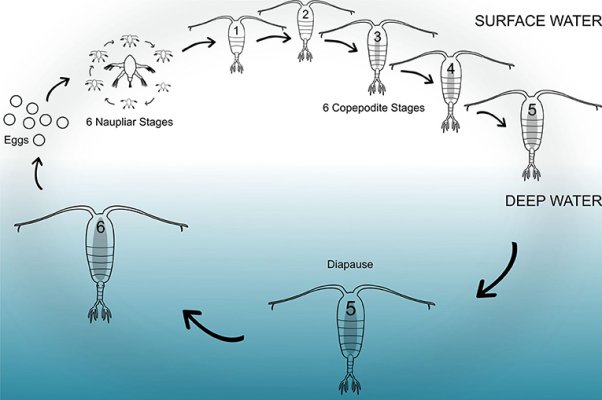 copepod life cycle.jpg