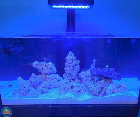 fishtank (2).jpg