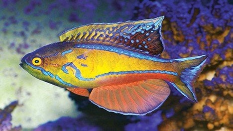 Genus Paracheilinus: The Flasher Wrasses