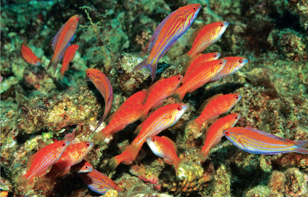 STFlWrasse5.png