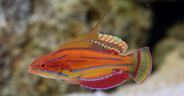 STFlWrasse6.jpeg