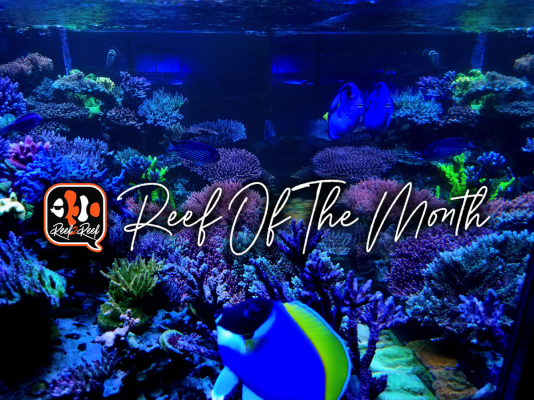 REEF OF THE MONTH - August 2022: Graham's 300-Gallon Acro Paradise