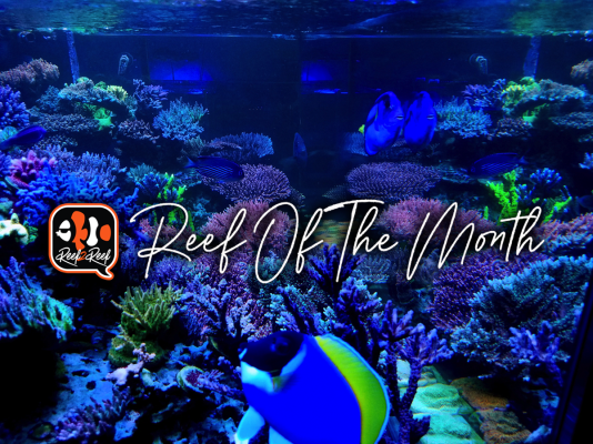 Reef of the month  title.png